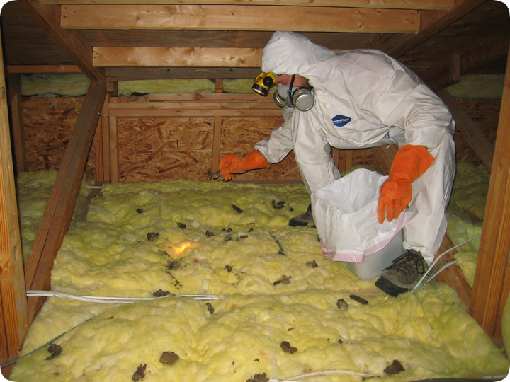 Attic Restoration Cleanup and Decontamination from Raccoon Poop & Urine