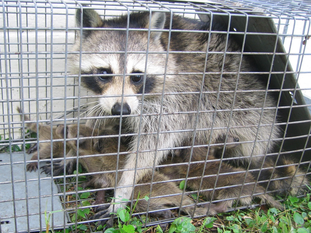 How to safely release a raccoon from a live trap How To Catch Raccoons