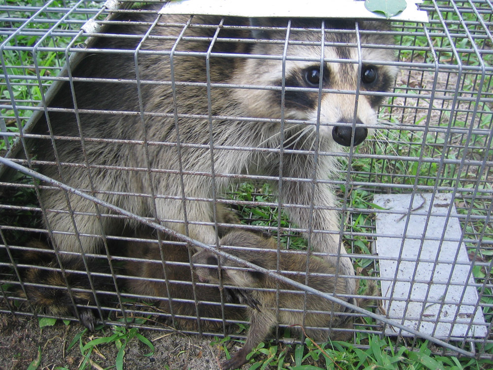 raccoon trap, raccoon traps, raccoon cage, raccoon cages, raccoon trapping,  raccoon removal, raccoon equipment, raccoon control, nuisance raccoon,  raccoon box, raccoon humane trap, live trapping, live traps, live trap, have -a-heart, hav-a-heart, have