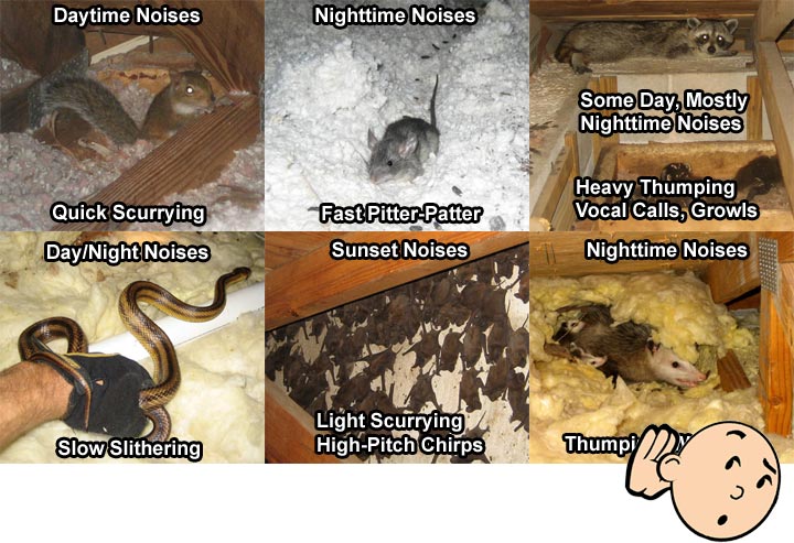 Noises in the Attic at Night - Hearing Sounds