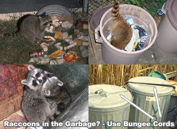 What happens if you quit feeding raccoons