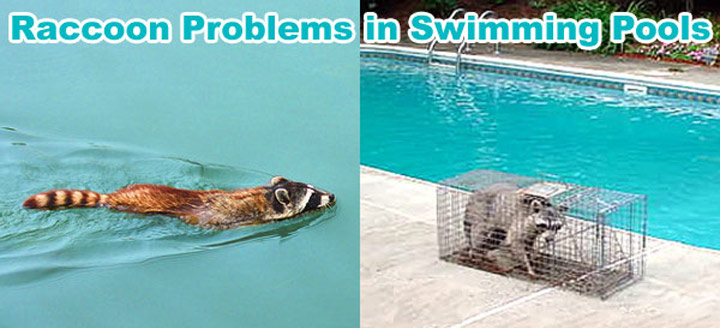 Raccoon In Swimming Pool - Urine, Pee, Feces, and Poo in Pool How To Stop Raccoons From Pooping In My Pool
