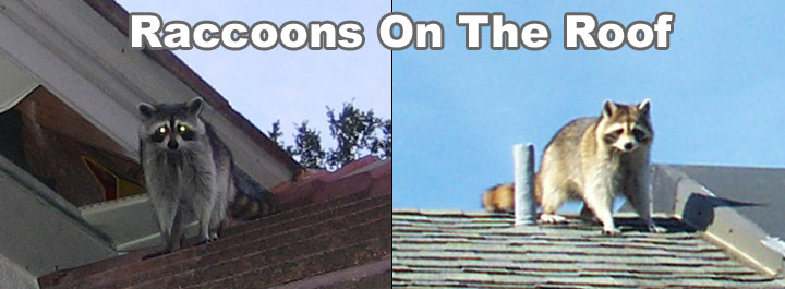 Raccoons on the Roof - Removal - Guide on How To Get Rid of Raccoons on the  Roof
