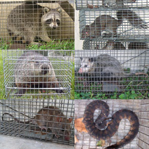 Phoenix Animal Trapper - Humane Wildlife Removal - Raccoon Control